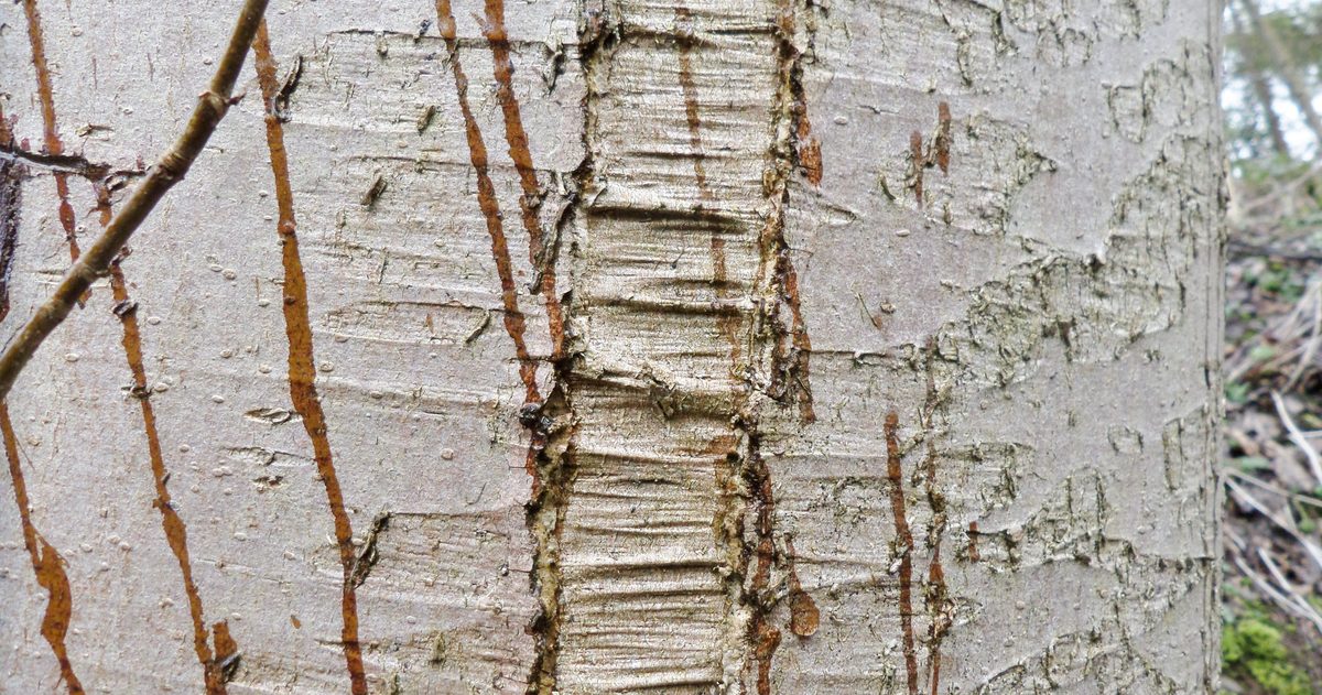 Can trees explode in cold weather?
