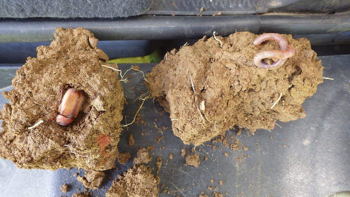 Why do earthworms come out after it rains?