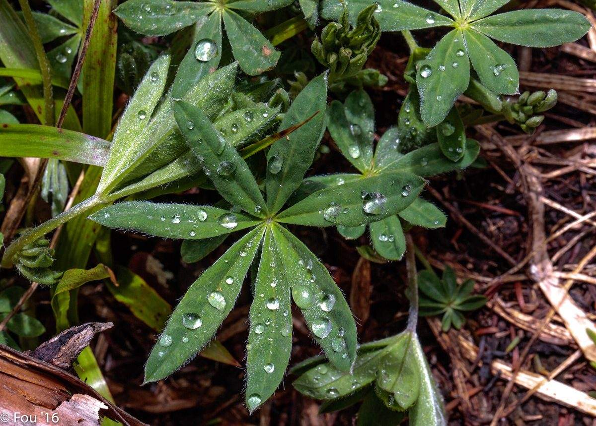 Why does it smell like rain?